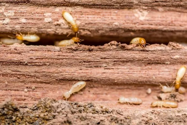 Best Wood for Pest-Resistant Furniture: Practical Guidance for Indian Homes